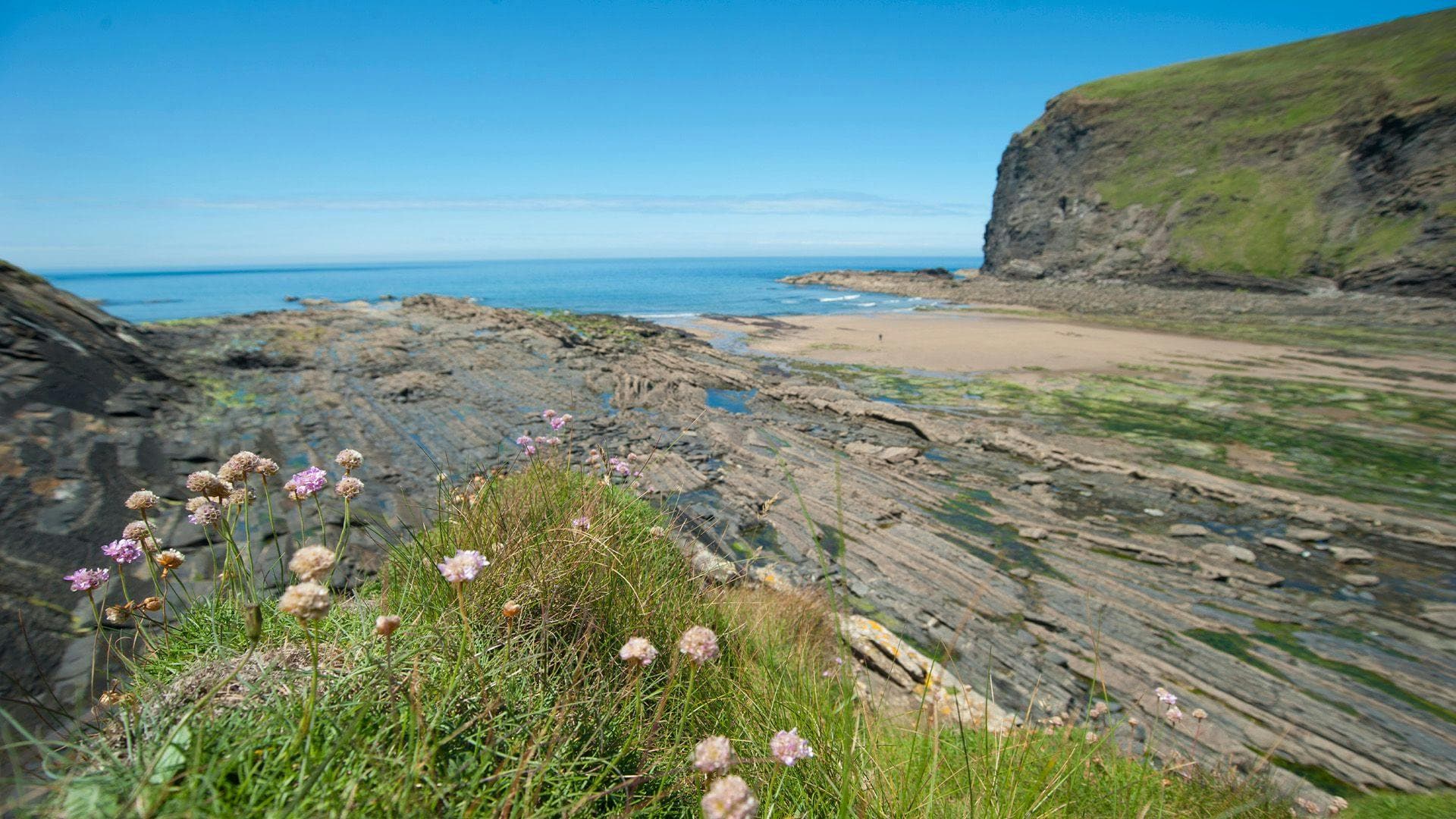 crackington-haven-grass.jpg