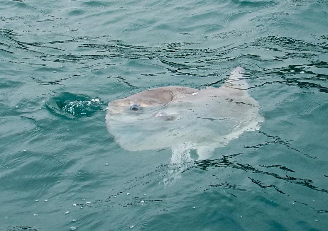 fishing trips cornwall padstow