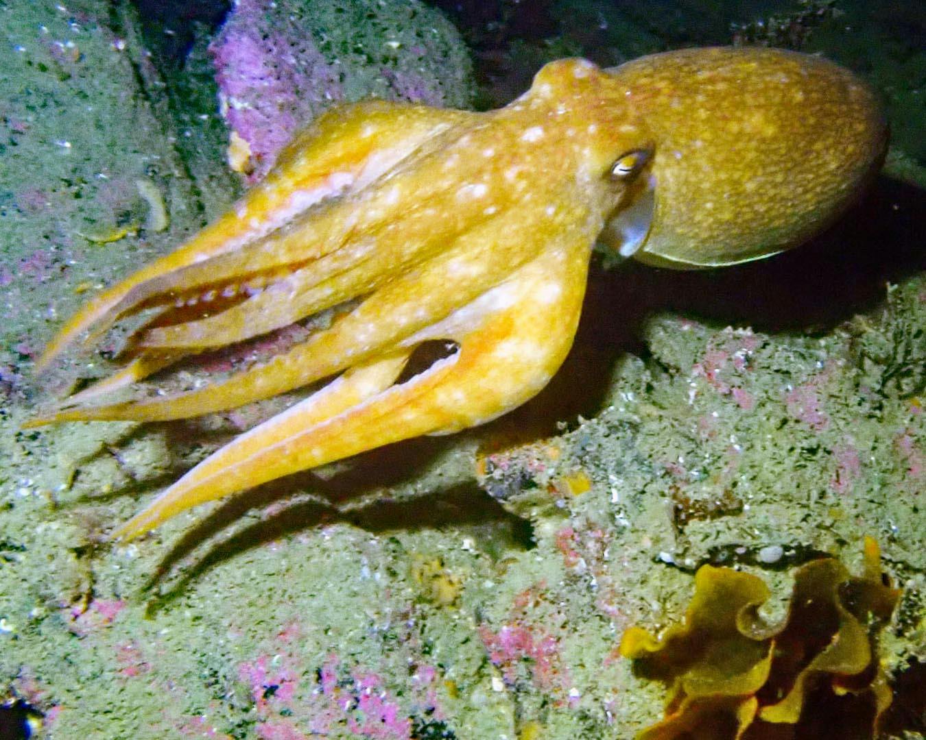 481-Cuttlefish-MarkMilburn.jpg