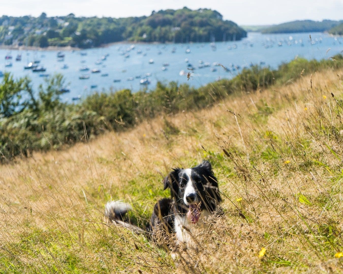 helford_passage_dog (1)-min.jpg
