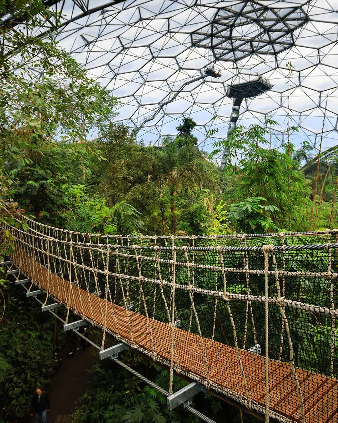 rainforest-biome-wobbly-bridge-steve-tanner.jpg